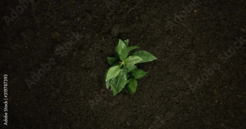 4K Time Lapse Of A Leaf Plant Growing From An Over Shot View