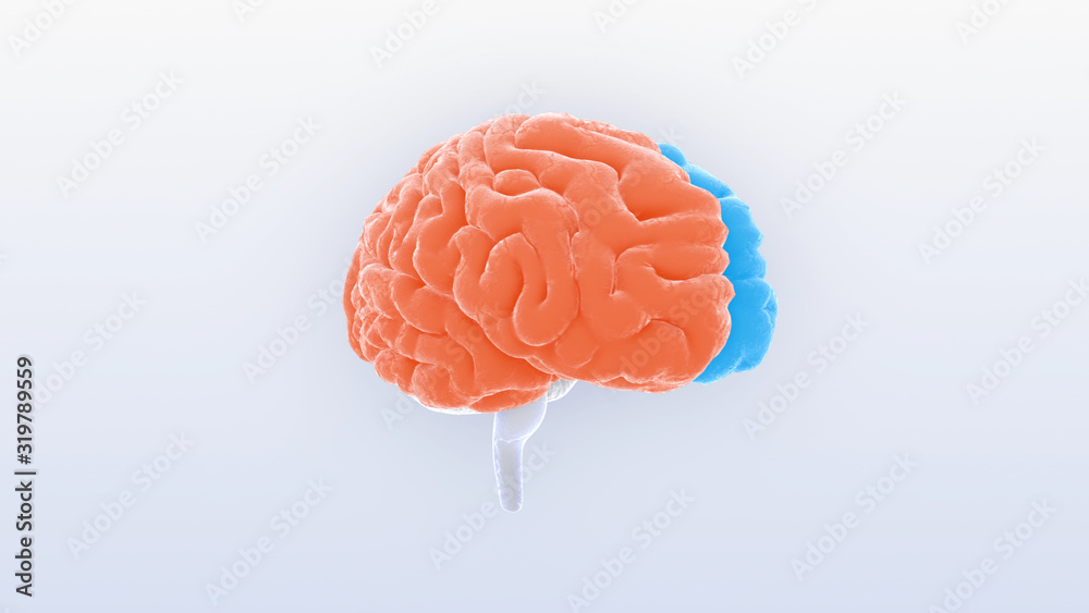 Brain head human mental idea mind 3D illustration background Brain head human mental idea mind 3D illustration background