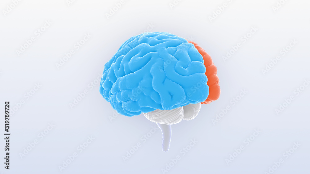 Brain head human mental idea mind 3D illustration background Brain head human mental idea mind 3D illustration background