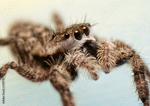 Side view of a fuzzy-faced, adorably cute female Tan Jumping Spider