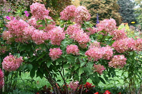 Bush of a hydrangea paniculata during flowering are a garden ornament.