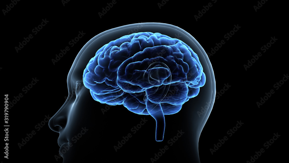 Brain head human mental idea mind 3D illustration background - obrazy, fototapety, plakaty 