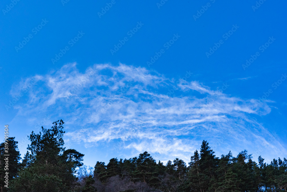 light clouds on a pine forest