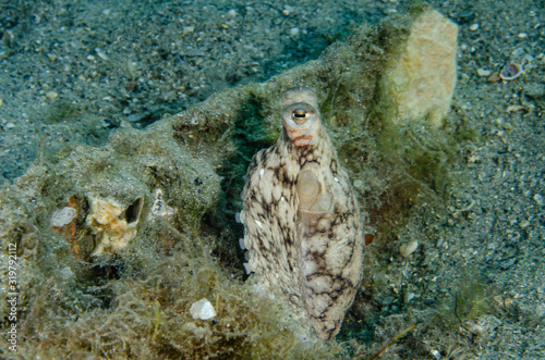 Atlantic Longarm Octopus watching for danger photo