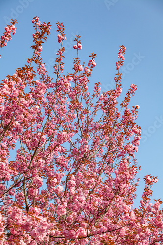 Branches of cherry blossoms. Beautiful Sakura in the garden