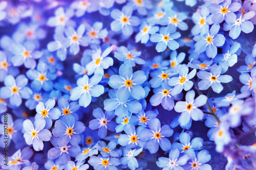 Spring bright blue forget-me-nots flowers background, selective focus, toned floral card