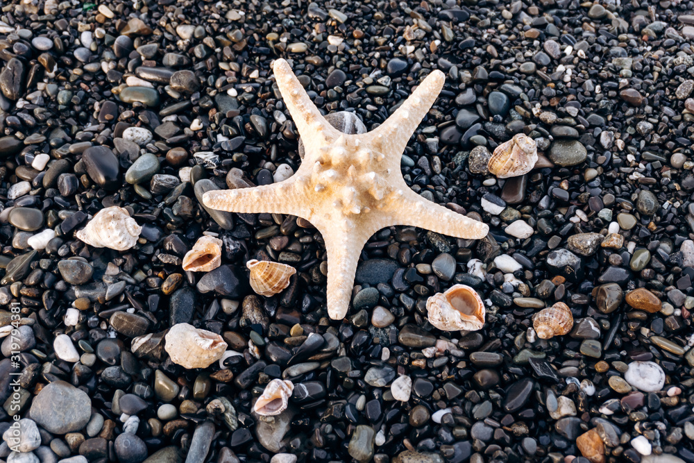 Starfish and shells lie on the rocks Starfish and shells lie on the rocks