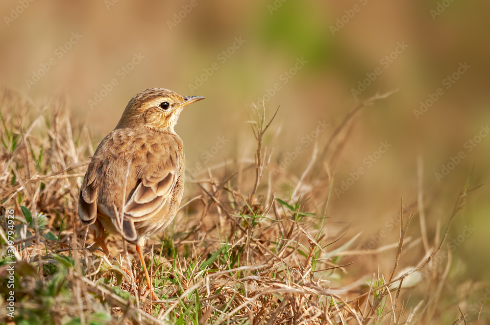 A paddyfield pipit in grass looking back A paddyfield pipit in grass looking back