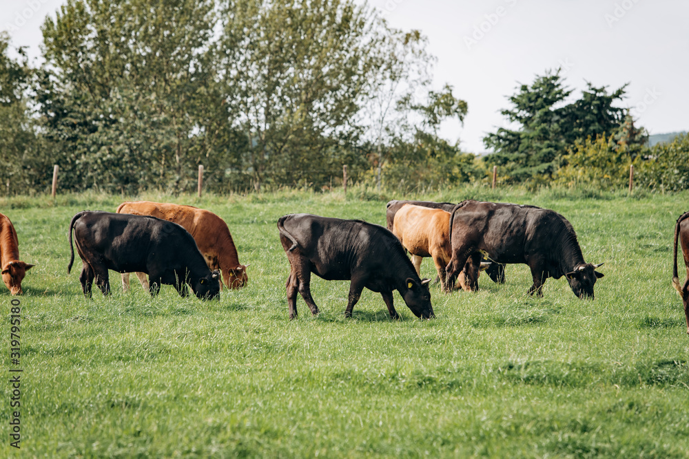 Group of cows grazing on a green meadow. Cows graze on the farm