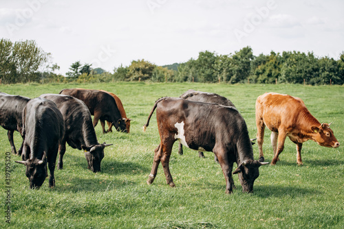 Dairy cows grazing in the meadow. Cows graze on the green grass.