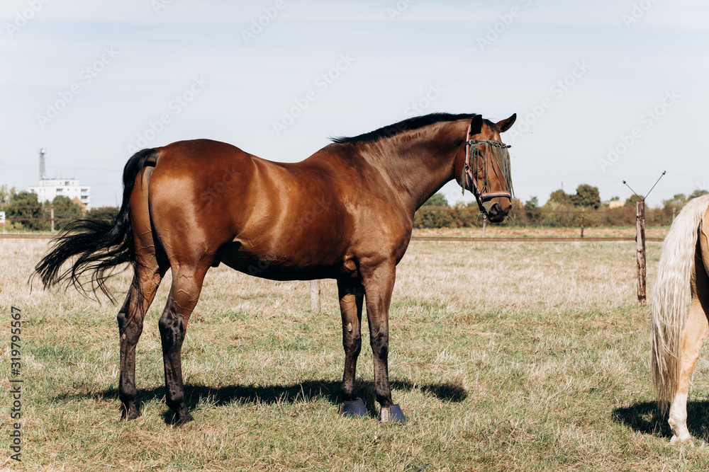 Horse farm. Horses on a horse farm. Horses graze on a horse farm.