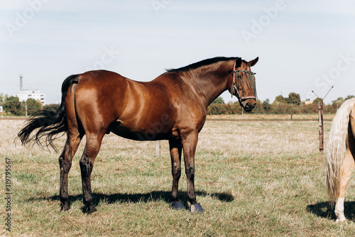 Horse farm. Horses on a horse farm. Horses graze on a horse farm.