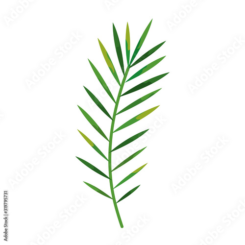 branch with tropical natural leafs isolated icon