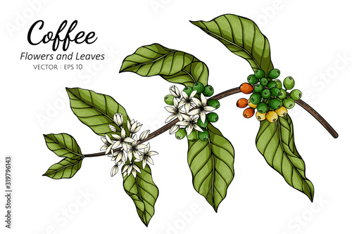 Coffee flower and leaf drawing illustration with line art on white backgrounds.