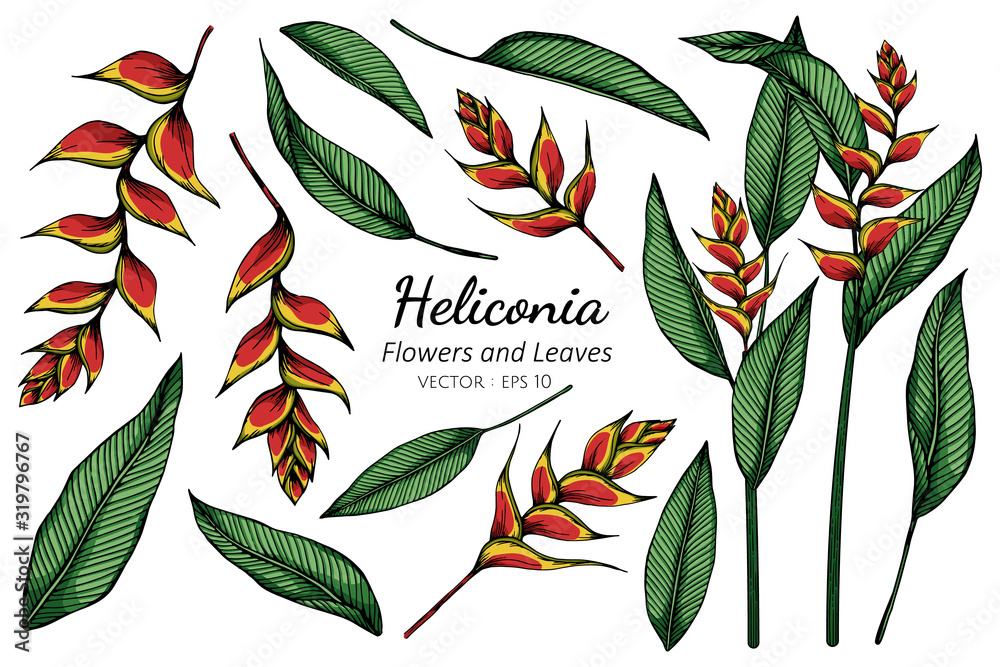 Fototapeta Set of Heliconia flower and leaf drawing illustration with line art on white backgrounds.
