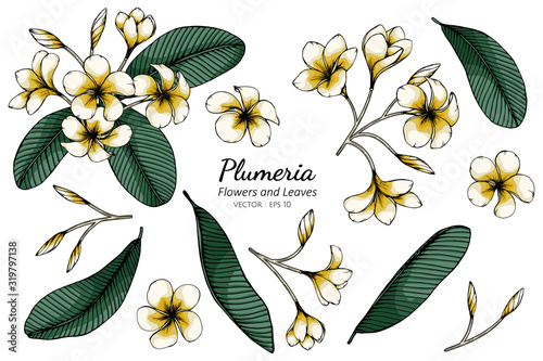 Set of Plumeria flower and leaf drawing illustration with line art on white backgrounds.