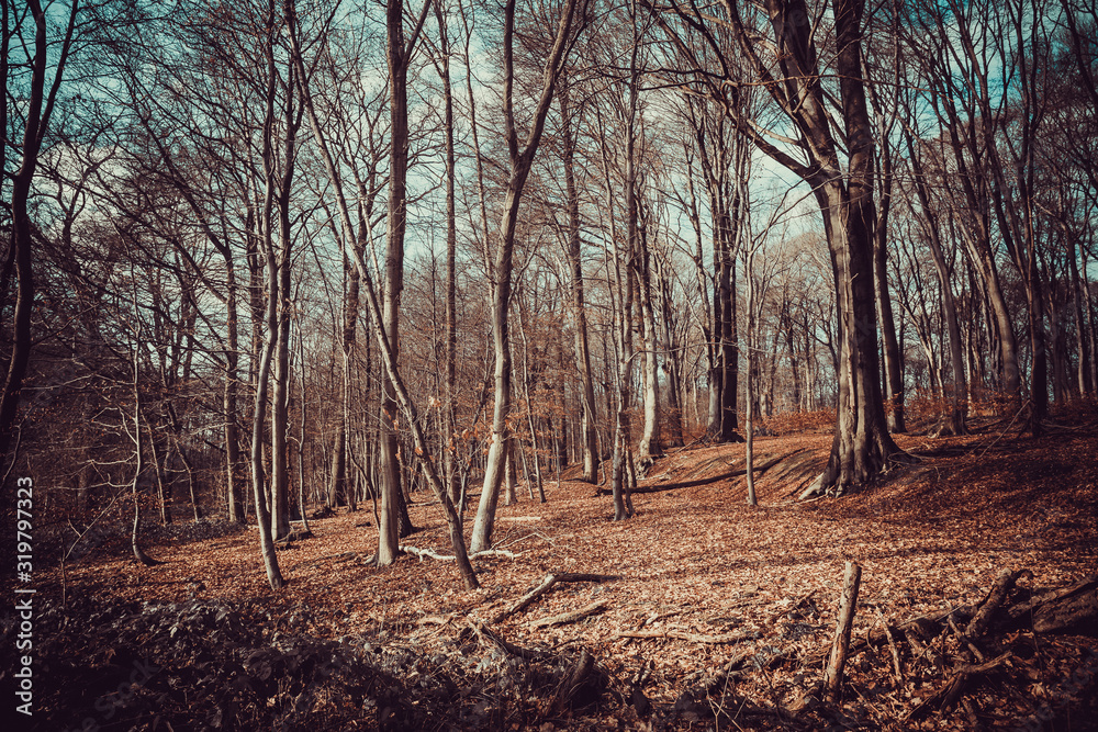 Obraz premium Dark Forest. Misty Green mountain forest landscape