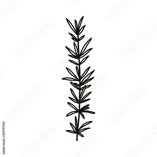 rosemary doodle icon, vector illustration