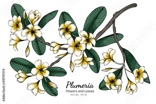 Plumeria flower and leaf drawing illustration with line art on white backgrounds.