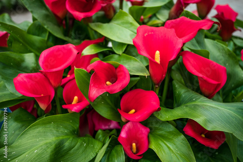 Bouquet of multicolored calla lilies. Floral pattern