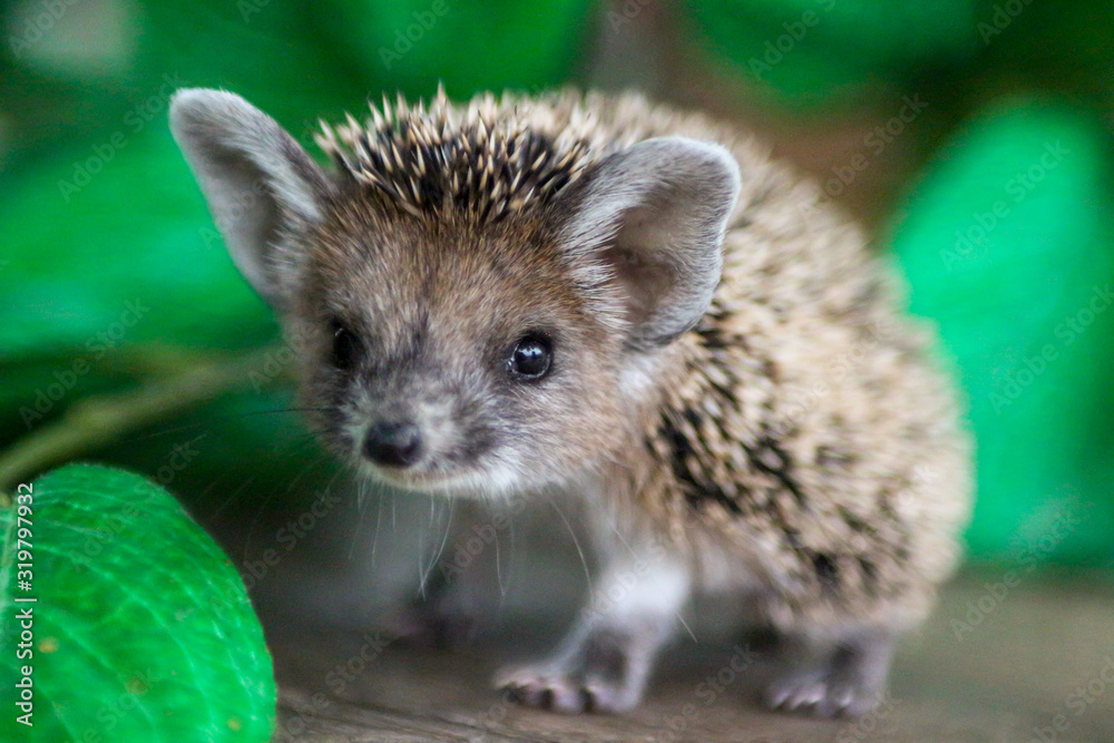 Fototapeta premium cute little hedgehog in the leaves