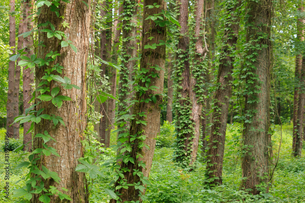 Almost like a jungle in the pine forest. Almost like a jungle in the pine forest.