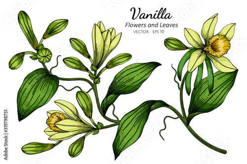 Vanilla flower and leaf drawing illustration with line art on white backgrounds.