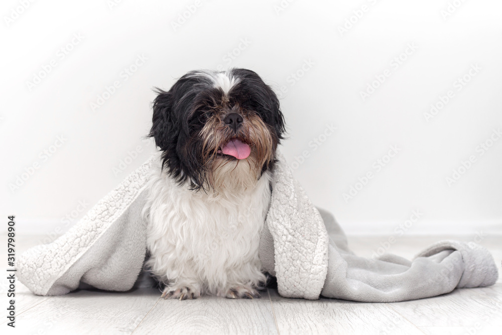 Shaggy dog of Shih Tzu breed, sitting on the floor sheltered by a warm bathrobe. Shaggy dog of Shih Tzu breed, sitting on the floor sheltered by a warm bathrobe.