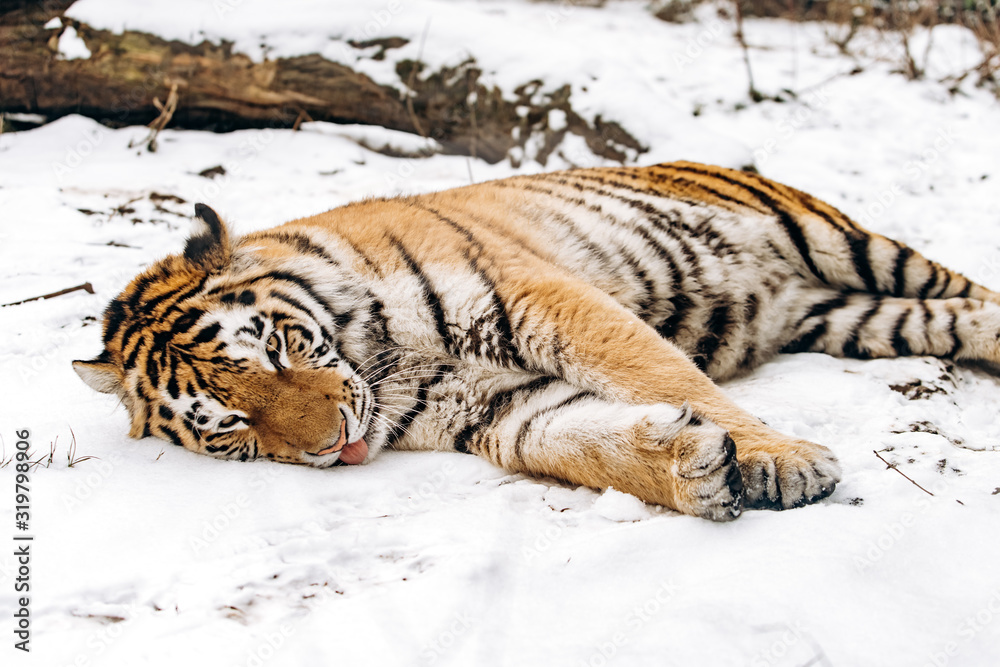 Fototapeta premium Tiger lying on the snow covered ground