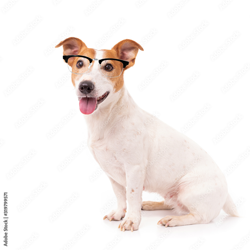 jack russell dog  isolated on white background, wearing reading glasses