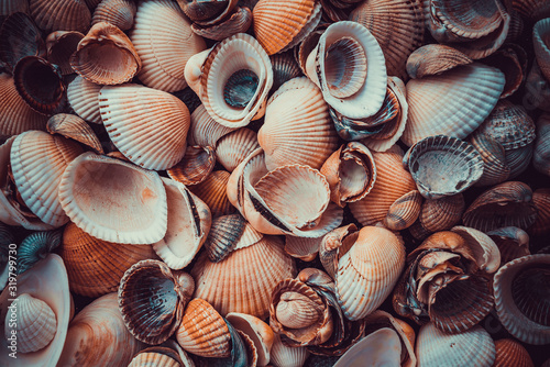 beautiful background and texture of nature sea shell pattern