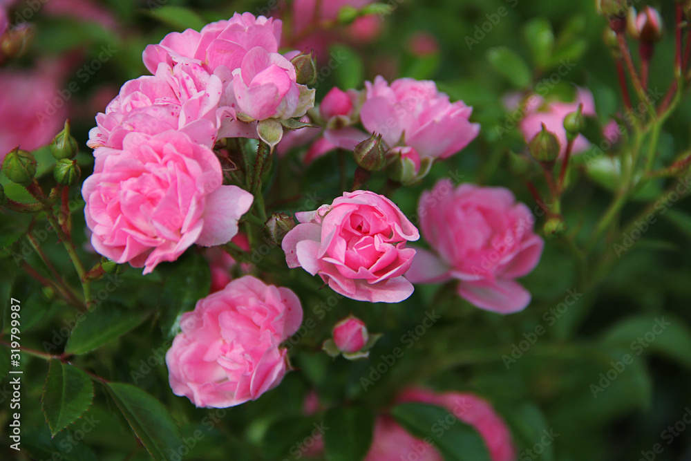 pink flowers in the garden