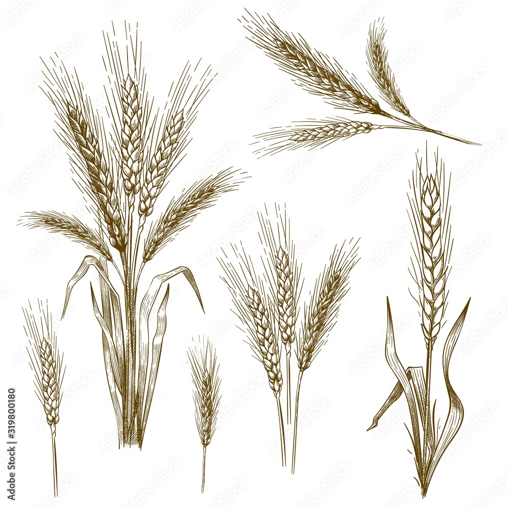 Hand drawn wheat ear. Sketch grain, wheat spikes and bakery grains vector illustration set. Collection of monochrome drawings of cultivated cereal plants, natural organic food crops in vintage style. - obrazy, fototapety, plakaty 