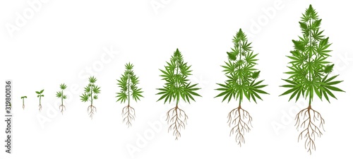 Hemp plant growth cycle. Cannabis cultivation, planting marijuana seeds and hemps plants stages of growth vector illustration. Ganja life development or vegetation steps - sprout, seedling, bloom.