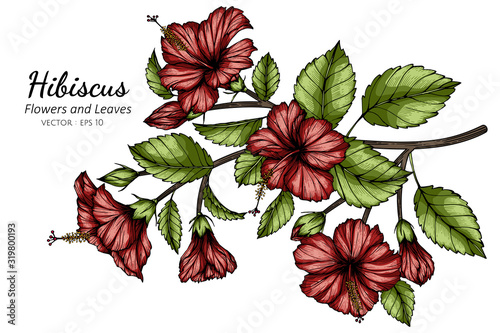 Red Hibiscus flower and leaf drawing illustration with line art on white backgrounds.