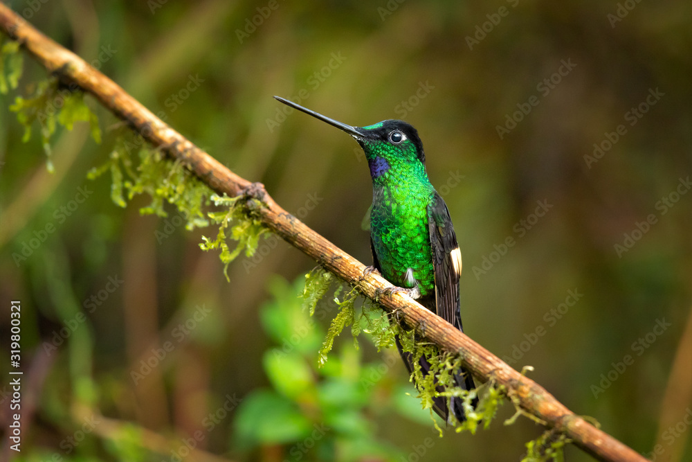 Fototapeta premium Buff-winged starfrontlet (Coeligena lutetiae) is a species of hummingbird in the family Trochilidae. It is found in Colombia, Ecuador, and Peru.