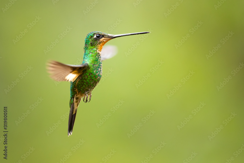 Fototapeta premium Buff-winged starfrontlet (Coeligena lutetiae) is a species of hummingbird in the family Trochilidae. It is found in Colombia, Ecuador, and Peru.