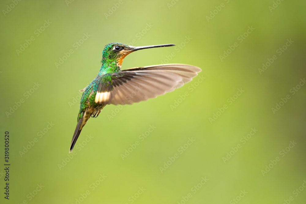 Fototapeta premium Buff-winged starfrontlet (Coeligena lutetiae) is a species of hummingbird in the family Trochilidae. It is found in Colombia, Ecuador, and Peru.