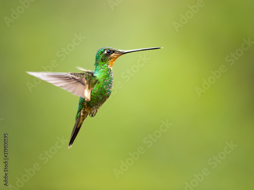 Buff-winged starfrontlet  Coeligena lutetiae  is a species of hummingbird in the family Trochilidae. It is found in Colombia  Ecuador  and Peru.