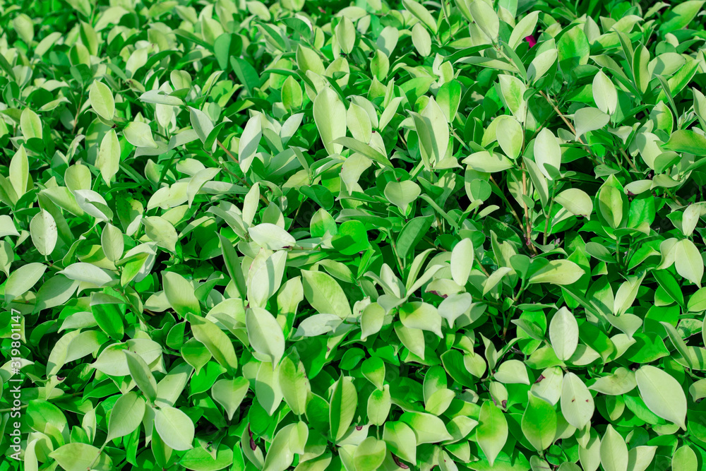 background green leaves of a plant