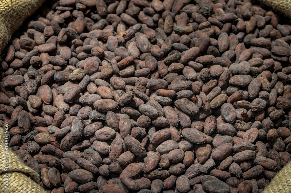 Chocolate cocoa beans. Organic healthy food Chocolate cocoa beans. Organic healthy food