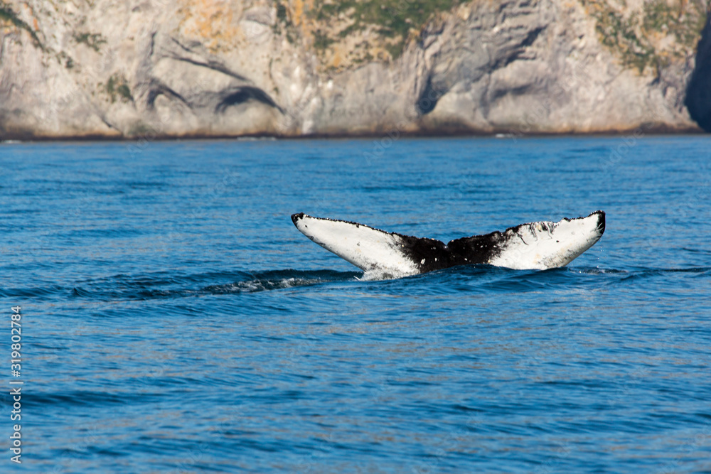 Fototapeta premium Wal vor Kamtschatkas Küste