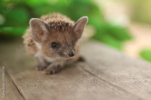 small hedgehog with big ears
