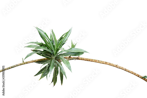 cannabis marijuana plant on white background