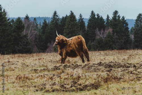 A horned bull with long brown hair going crazy with its tongue