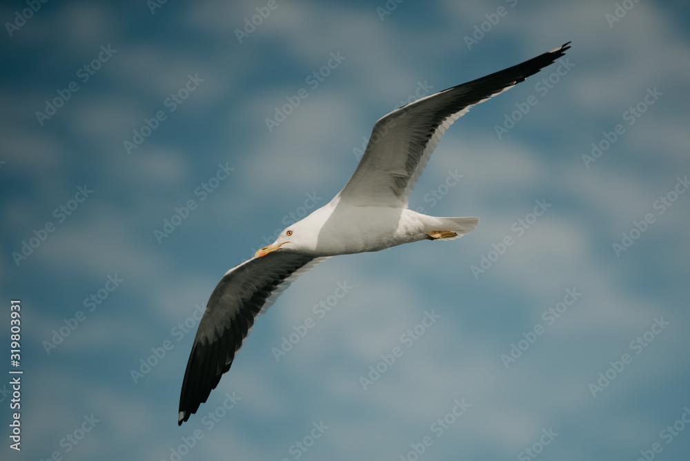 Seagull in flight with the blue sky and clouds on the background Seagull in flight with the blue sky and clouds on the background