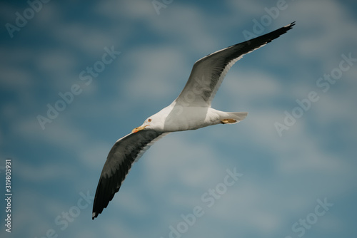Seagull in flight with the blue sky and clouds on the background