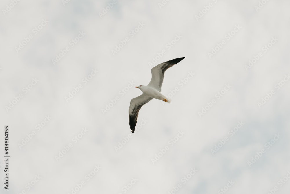 Fototapeta premium Seagull in flight from below with the blue sky and clouds on the background in the afternoon