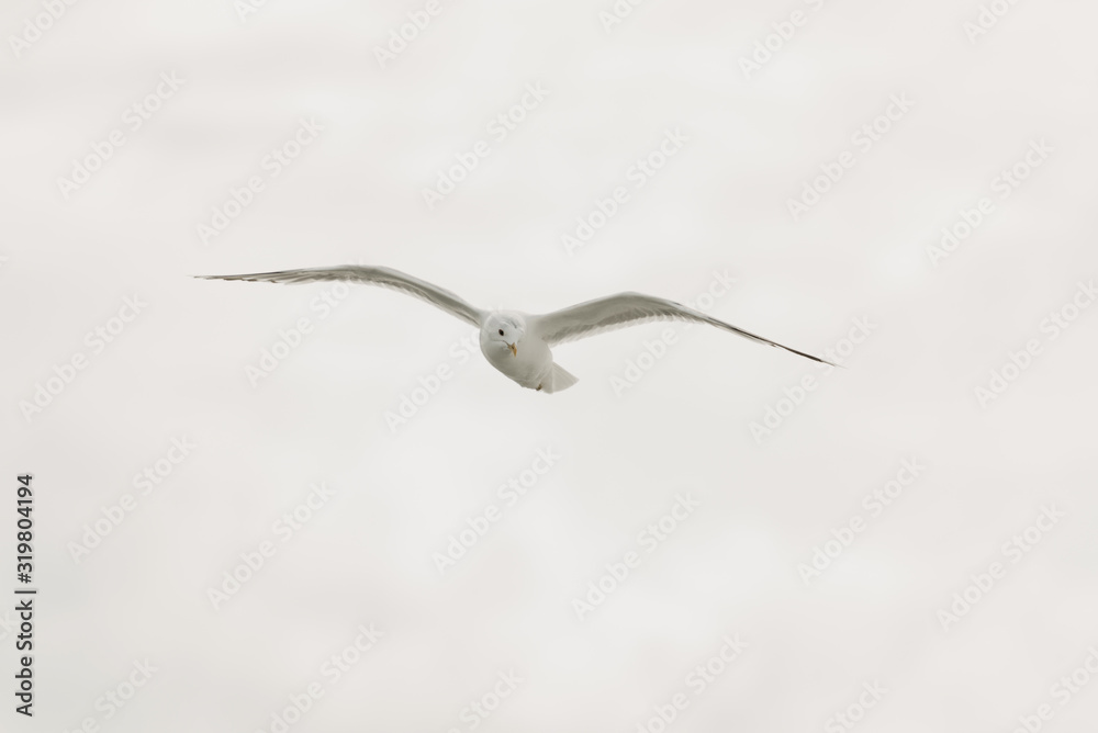 A seagull in flight with the clouds on the background on a sunny day in the afternoon A seagull in flight with the clouds on the background on a sunny day in the afternoon