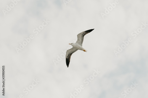 Seagull in flight from below with the blue sky and clouds on the background in the afternoon